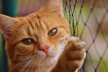 Les meilleurs filets de protection pour chat sur le balcon - Le Parisien